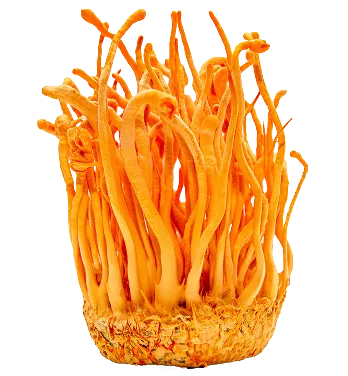 Cordyceps