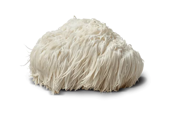 Lion’s Mane