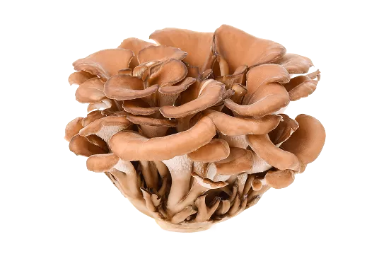 Maitake