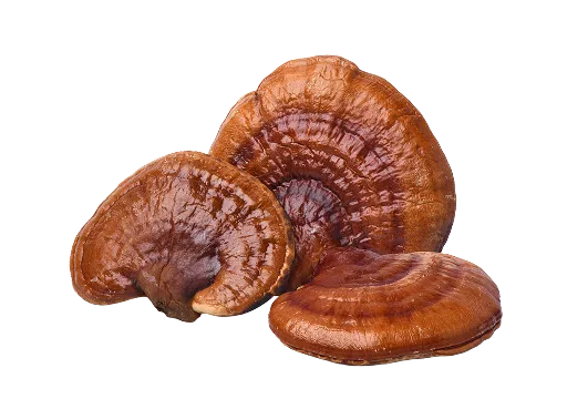 Reishi