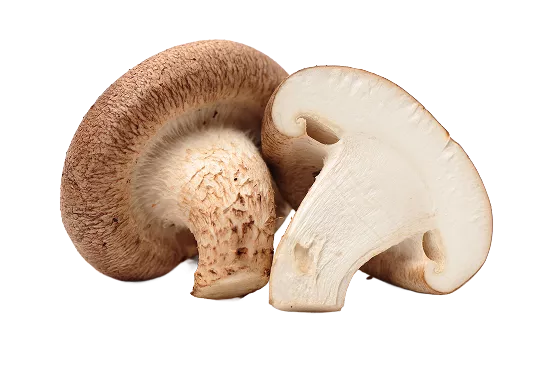 Shitake