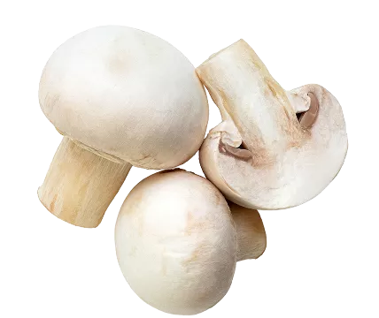White Button